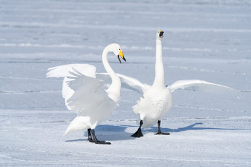 Whooper swan