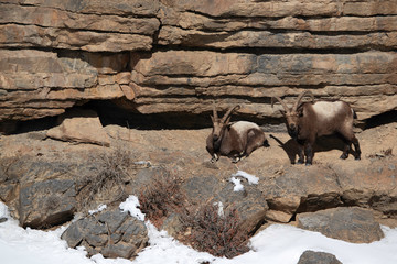Mountain goats in the mountains of Spiti valley, Himachal Pradesh, India