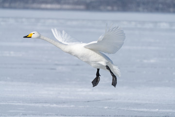 Whooper swan