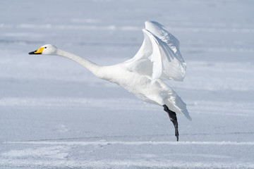 Whooper swan