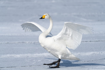 Whooper swan