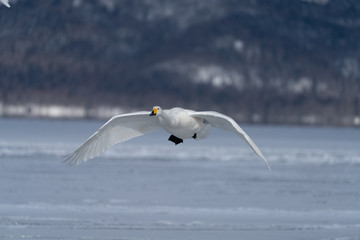 Whooper swan