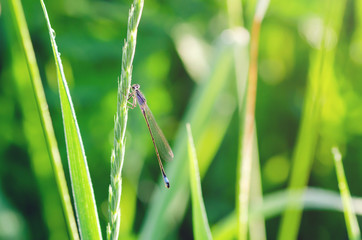 Dragonfly sits in the green grass in the morning