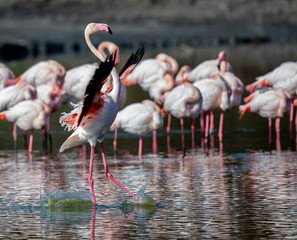 Flamingo landing