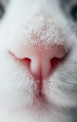 Lovely funny kitten face. White cat's pink nose, macro view. Curious animal portrait close up.