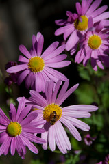 Obraz premium Bee Pollenating Flower Garden Purple Daisy