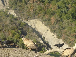 buitre leonado