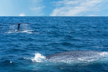 Fototapeta premium Whale back and tail in Indian ocean blue water, Sri Lanka
