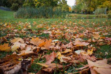 autumn leaves on grass in park