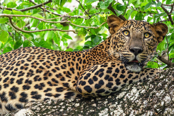 Leopard wild panther animal laying on the tree in jungle, Yala National Park, Sri Lanka