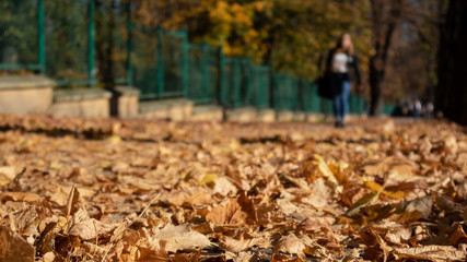 autumn in the park