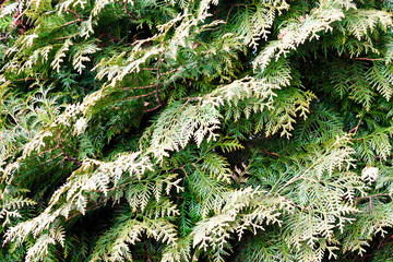 Green christmas twigs of Thuja evergreen coniferous tree on natural background close up view.