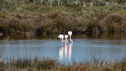 Flamingo in lake