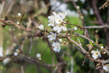 white wild plum blossoms bloom and blossom