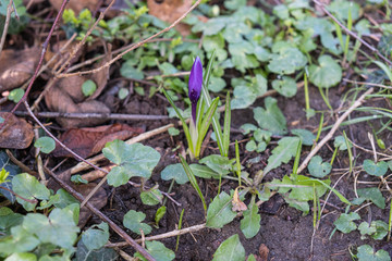 spring crocus sprouts from the ground