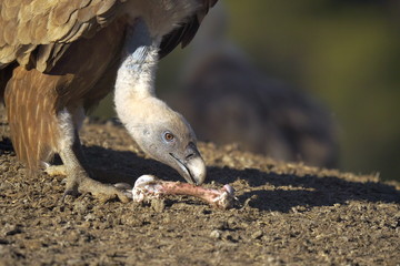 griffon vulture
