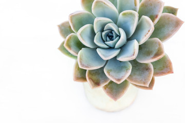 Succulent plant with white background