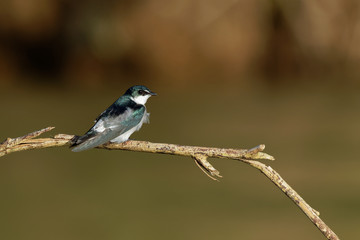 Mangrove Swallow - Tachycineta albilinea passerine bird swallow family, breeds in coastal regions from Mexico, Central America to Panama, blue-green upperparts, blackish flight feathers, white rump