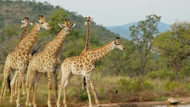 herd of giraffes at the watering