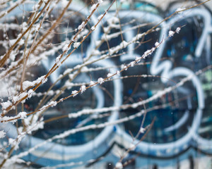 Snow on branches with graffiti in the background