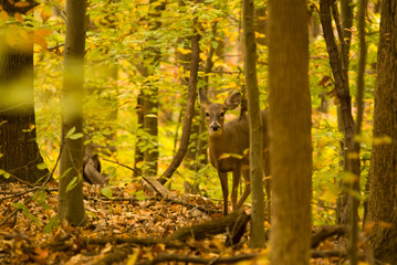 Deer