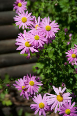 Obraz premium Purple Daisy Days