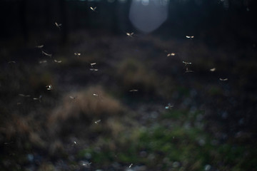 Mosquitos volando hacia los rallos de son forman una textura