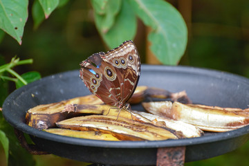 Owl Butterfly (caligo memnon) feeding on bananas