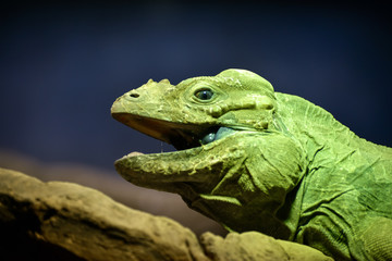 Green Iguana (Iguana iguana)