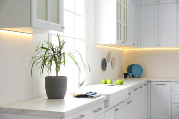 Beautiful Dracaena plant and napkins on countertop in modern kitchen