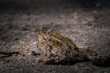 Macro photo of brown frog on the ground