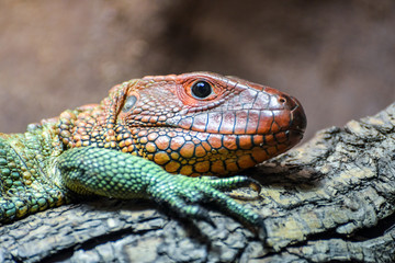 Northern Caiman Lizard (Dracaena guianensis)