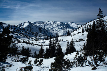 Paisaje nevado con pinos y montañas de fondo 