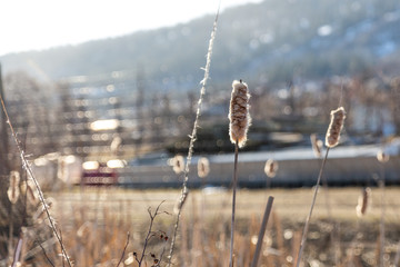 Sunlit cattails in the winter