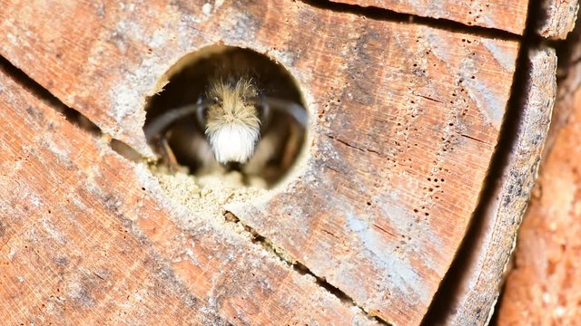 Male mason bee (Osmia cornuta) a solitary wild species hatching from its cavity nest in early spring.