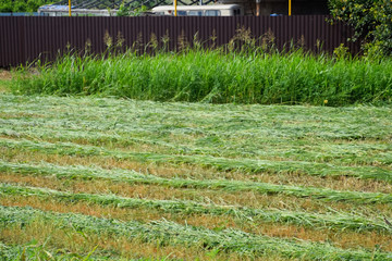 beveled hay lies on the haypit and dries. mowing the grass on the hay.