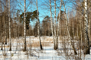 Winter sunny day in birch forest on a bright blue sky natural background