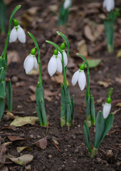 White and delicate snowdrop flower in natural background, early spring, selective focus.