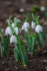 White and delicate snowdrop flower in natural background, early spring, selective focus.
