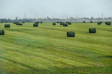 Field with bales of hay. Preparing hay for feeding animals. Newly beveled hay in bales on the field.