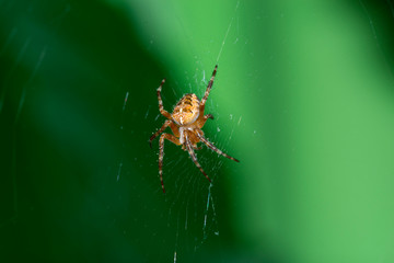 Spider , Web , Kreuzspinne