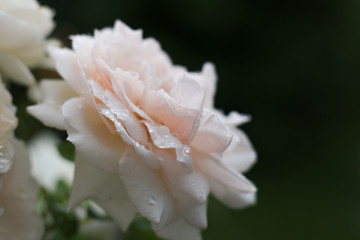 Rose mit Wassertropfen