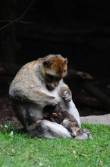 Obraz premium Affe , Monkey