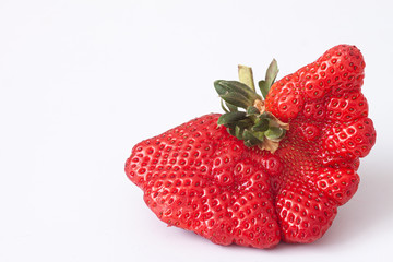 Ugly organic home grown strawberry on white background