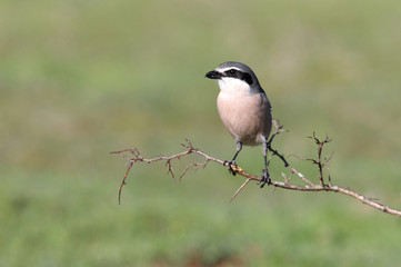 Southern grey shrike, birds, shrike, Lanius meridionalis