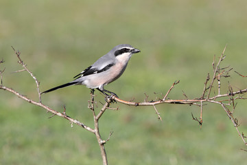 Southern grey shrike, birds, shrike, Lanius meridionalis