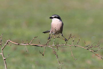 Fototapeta premium Southern grey shrike, birds, predator, Lanius meridionalis