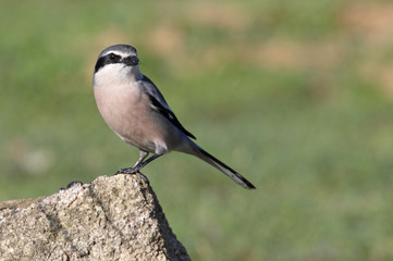 Southern grey shrike, birds, predator, Lanius meridionalis