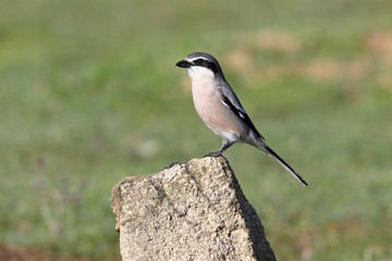 Southern grey shrike, birds, shrike, Lanius meridionalis