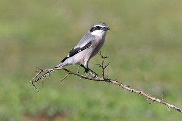 Southern grey shrike, birds, shrike, Lanius meridionalis